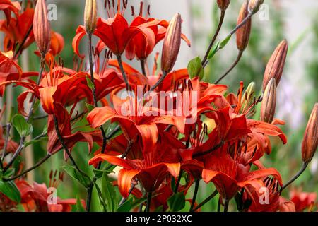 Ein Busch roter Tigerlilien im Garten in einem Blumenbeet Stockfoto