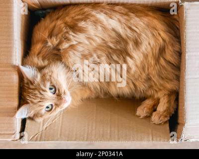 Süße Ingwerkatze in einer Schachtel. Flauschiges Haustier starrt in die Kamera. Der kleine Pelzball schläft überall. Draufsicht. Stockfoto