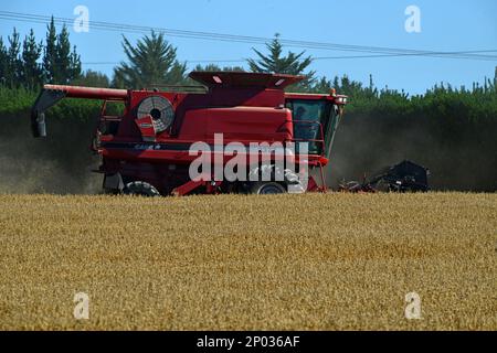 DARFIELD, NEUSEELAND, 12. FEBRUAR 2023: Ein Mähdrescher nimmt die Weizenernte der neuen Saison auf den Canterbury Plains, South Island, Neuseeland, auf Stockfoto