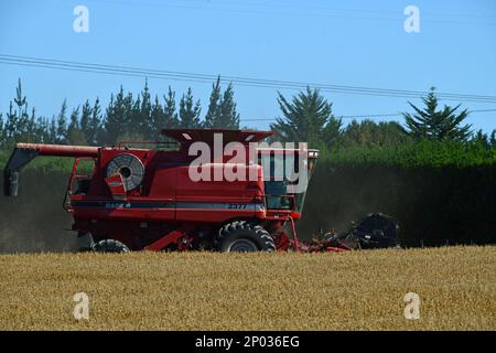 DARFIELD, NEUSEELAND, 12. FEBRUAR 2023: Ein Mähdrescher nimmt die Weizenernte der neuen Saison auf den Canterbury Plains, South Island, Neuseeland, auf Stockfoto