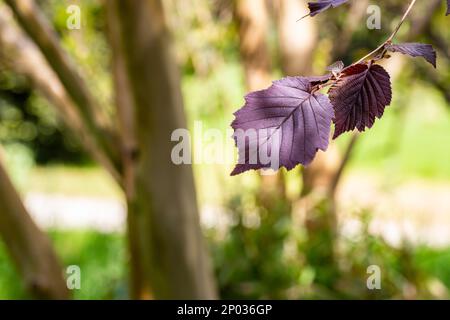 Lila Haselblätter - lateinischer Name - Corylus maxima Purpurea, natürlicher Hintergrund Stockfoto