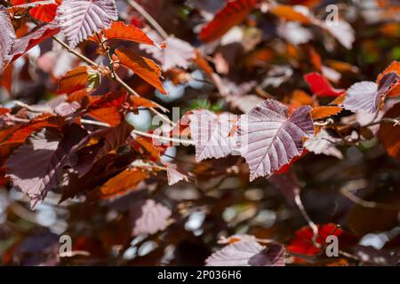 Lila Haselblätter - lateinischer Name - Corylus maxima Purpurea, natürlicher Hintergrund Stockfoto