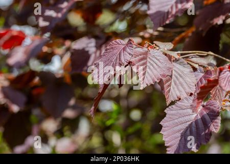 Lila Haselblätter - lateinischer Name - Corylus maxima Purpurea, natürlicher Hintergrund Stockfoto