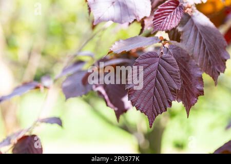 Lila Haselblätter - lateinischer Name - Corylus maxima Purpurea, natürlicher Hintergrund Stockfoto