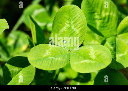 Drei Blätter Klee-Hintergrund. Makro. Nahaufnahme. Hintergrundbild Für Details Stockfoto