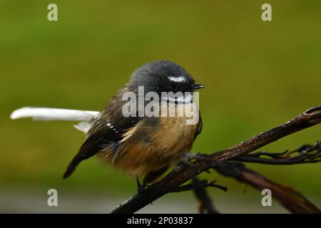 Neuseeland Fantail (Rhipidura fuliginosa) ein kleiner insektenfressender Vogel, die einzige Art von Fantail in Neuseeland. Stockfoto