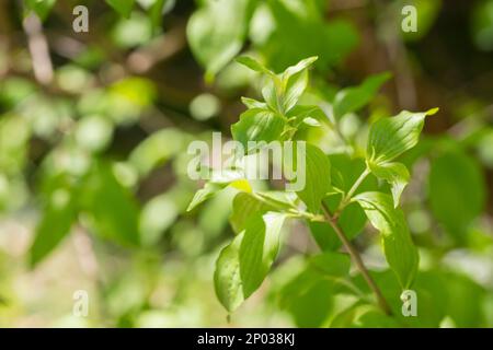 Maiskirschhundelbaum lässt Cornus Mas im Frühjahr auf einem Ast, selektiver Fokus, natürlicher grüner Hintergrund Stockfoto
