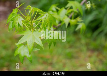 Ahornblätter im Wald. Natürlicher Hintergrund, selektiver Fokus. Stockfoto