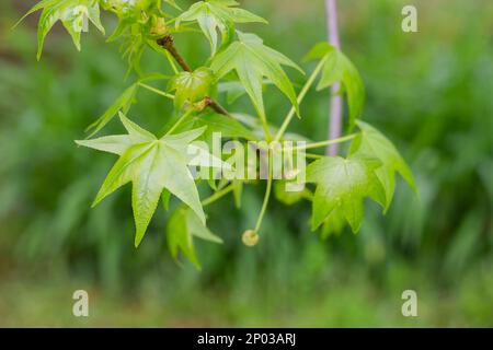 Ahornblätter im Wald. Natürlicher Hintergrund, selektiver Fokus. Stockfoto