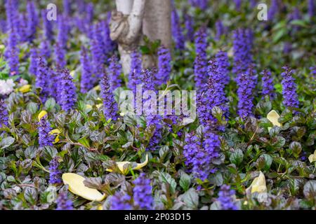 Ajuga-Reptans. Frühlingsblumen von ajuga-Reptanen. Blühende Pflanzen. Wilde Pflanzen und Blumen. Stockfoto