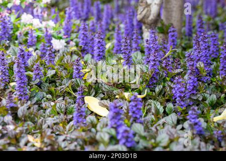 Ajuga-Reptans. Frühlingsblumen von ajuga-Reptanen. Blühende Pflanzen. Wilde Pflanzen und Blumen. Stockfoto