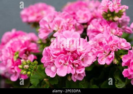 Rosafarbener Blumenkopf mit Pelargonium, auch bekannt als Geranium oder Storksbill. Die Pflanze auf dem Bild ist eine von zahlreichen Kultivaren von Pelargo Stockfoto