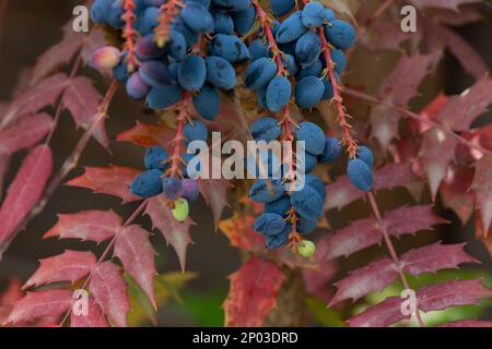 Mahonia aquifolium Oregon-Trauben oder Oregon-Trauben, blaue Früchte und grüne und rote Blätter im Herbst. Stockfoto