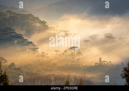 Landschaften von Rio Grande do Sul in der Nähe von Gramado bei nebeligem Sonnenaufgang, Südbrasilien, Südamerika Stockfoto