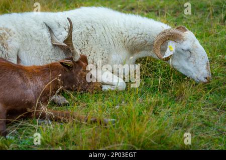 Ziegen und Schafe liegen im Gras und schlafen, Gran Paradiso, Italien Stockfoto