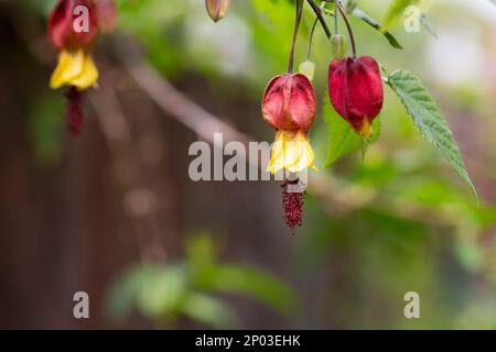 Abutilon Abutilon Megapotamicum blüht im Garten aus nächster Nähe Stockfoto