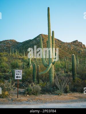 Einbahnschild und Kakteen, Saguaro-Nationalpark, Arizona Stockfoto