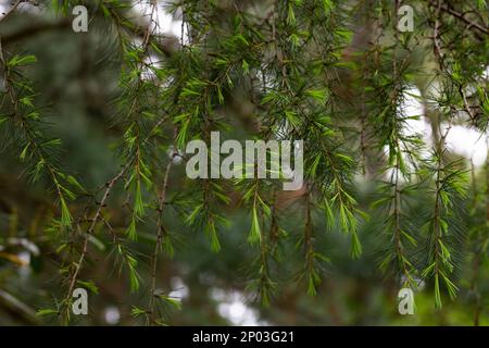 Junge, leuchtend grüne Nadeln der Himalaya-Zederne Cedrus Deodara, Deodar, die am Ufer des Ferienorts Adler wachsen. Nahaufnahme. Schwarzes Meer. Verschwommener Backg Stockfoto