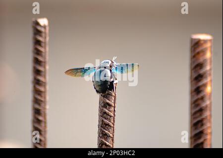 Fluoreszierender Käfer mit ausgestreckten Flügeln, ruht auf Rebar Metal Bar Stockfoto