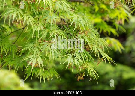 Junger japanischer Ahorn - Acer palmatum dissectum im Frühling Stockfoto