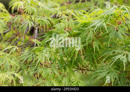 Junger japanischer Ahorn - Acer palmatum dissectum im Frühling Stockfoto