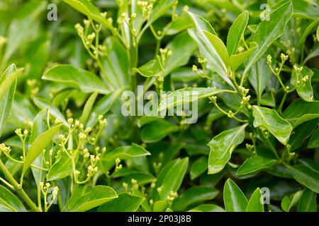 Der immergrüne japanische Spindelbaum Euonymus japonica wird für Hecken, Frühling, verwendet Stockfoto