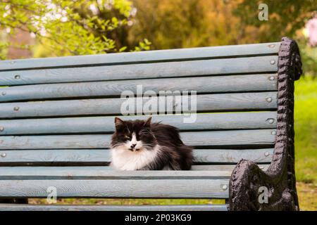 Ein süßes flauschiges Kätzchen liegt auf einer Holzbank in einem Stadtpark. Das Leben von Strassenobdachlosen Stockfoto