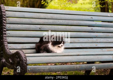 Ein süßes flauschiges Kätzchen liegt auf einer Holzbank in einem Stadtpark. Das Leben von Strassenobdachlosen Stockfoto