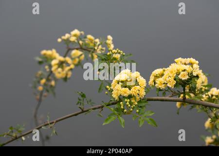 Nahaufnahmen Lady Banks Rose, nur Banks Rose oder Rosa banksiae, kleine hellgelbe Blüten von Rosen und Knospen, Frühling Stockfoto