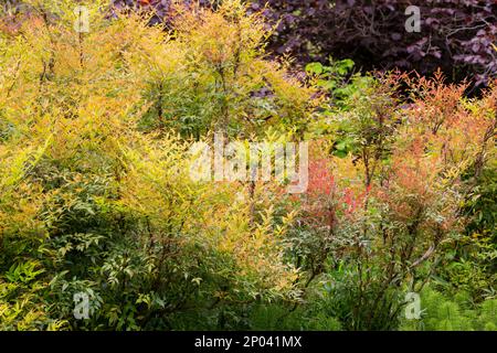 Rote, gelbe, burgunderrote und grüne Blätter auf den Bäumen im Park. Bunte Blätter im Herbst. Speicherplatz kopieren Stockfoto