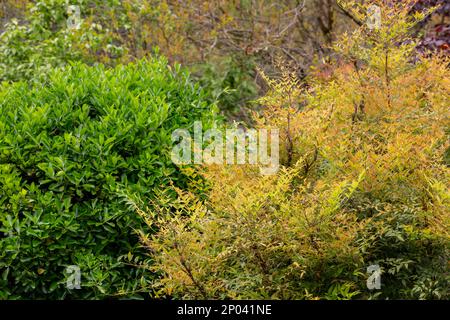 Rote, gelbe, burgunderrote und grüne Blätter auf den Bäumen im Park. Bunte Blätter im Herbst. Speicherplatz kopieren Stockfoto