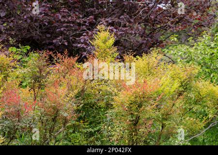 Rote, gelbe, burgunderrote und grüne Blätter auf den Bäumen im Park. Bunte Blätter im Herbst. Speicherplatz kopieren Stockfoto