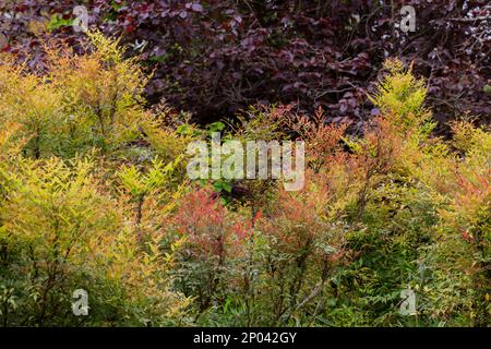 Rote, gelbe, burgunderrote und grüne Blätter auf den Bäumen im Park. Bunte Blätter im Herbst. Speicherplatz kopieren Stockfoto