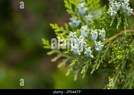 Erstaunliche blaue Samen des Thuja-Baumes Platycladus orientalis. Platycladus orientalis auch bekannt als Chinesischer Thuja oder Oriental arborvitae. Selektiver Fokus. Stockfoto