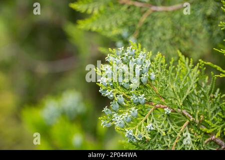 Erstaunliche blaue Samen des Thuja-Baumes Platycladus orientalis. Platycladus orientalis auch bekannt als Chinesischer Thuja oder Oriental arborvitae. Selektiver Fokus. Stockfoto