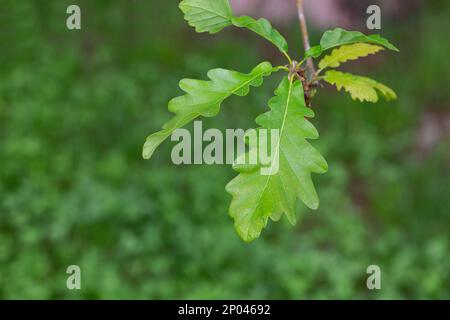 Grüne Eichenblätter in Regentropfen auf grünem Hintergrund mit einem Unschärfen. Platz für eine Inschrift oder ein Logo. Stockfoto