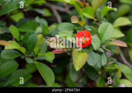 Rote Blumen der japanischen blühenden Quince Chaenomeles x Superba „Crimson and Gold“ oder „Nicolina“ Stockfoto