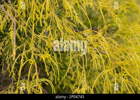 Goldener Zwerg mit Fadenblatt falsche Zypresse Chamaecyparis pisifera filifera Aurea Nana selektiver Fokus, natürlicher Hintergrund Stockfoto