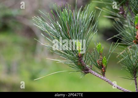 Pinus radiata blüht im Wald Frühling selektiver Fokus, natürlicher Hintergrund Stockfoto
