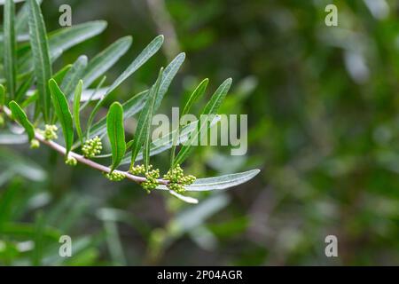 Frische grüne Blätter von Florida Holly, brasilianischer Pfeffer, Christmasbeerbaum, Pfefferbaum Schinus terebinthifolius auf den Zweigen Stockfoto