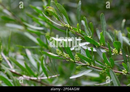 Frische grüne Blätter von Florida Holly, brasilianischer Pfeffer, Christmasbeerbaum, Pfefferbaum Schinus terebinthifolius auf den Zweigen Stockfoto