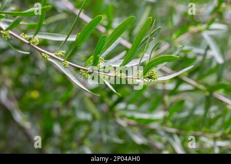 Frische grüne Blätter von Florida Holly, brasilianischer Pfeffer, Christmasbeerbaum, Pfefferbaum Schinus terebinthifolius auf den Zweigen Stockfoto