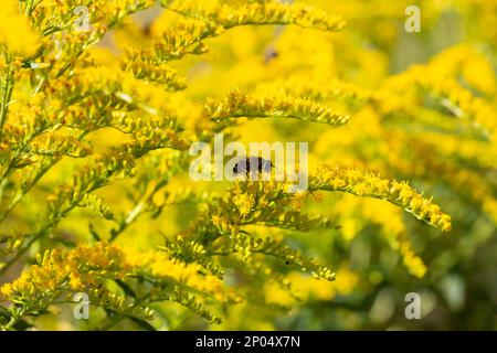 Nahaufnahme der blühenden gelben Blüte von Solidago canadensis, auch bekannt als Kanadische Goldstange oder Kanadische Goldstange. Solidii, gemeinhin als A bezeichnet Stockfoto