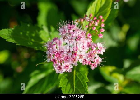 Verbena bonariensis Blumen (Argentinisches Eisenkraut oder Purpletop Eisenkraut, Clustertop Eisenkraut, Tall Verbena, hübsches Verbena) im Garten Stockfoto
