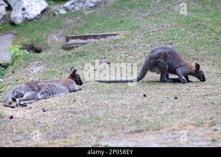 Das Rothalskännchen oder Bennett-Känguruh (Macropus rufogriseus) ist ein mittelgroßes Makropodenmarsupial (Känguru), das in gemäßigteren und in fe häufig vorkommt Stockfoto