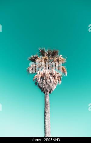 Ein kleiner Winkel einer majestätischen Palme vor einem faszinierenden türkisfarbenen Himmel fängt die Essenz der tropischen Ruhe ein und fängt das g des Baumes ein Stockfoto