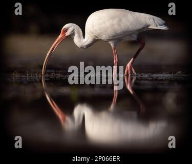 Weißer Ibis (Eudocimus albus) für Erwachsene, der durch den flachen Pool mit Reflection Florida, USA, weht Stockfoto