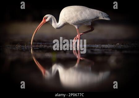 Weißer Ibis (Eudocimus albus) für Erwachsene, der durch den flachen Pool mit Reflection Florida, USA, weht Stockfoto