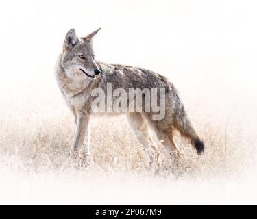 Coyote (Canis latrans), der sich auf breiter Front auf dem Feld befindet und auf schneeweißen Hintergrund aus Colorado, USA blickt Stockfoto