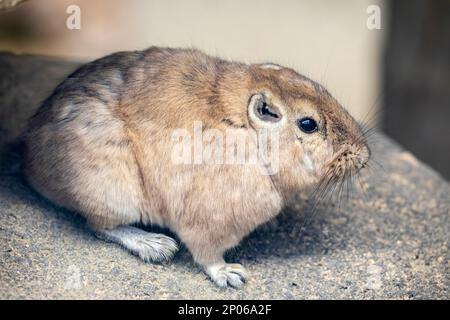 Die gemeine gundi (Ctenodactylus gundi) ist eine Nagetierart der Familie Ctenodactylidae. Es ist tagesüblich und pflanzenfressend. Stockfoto